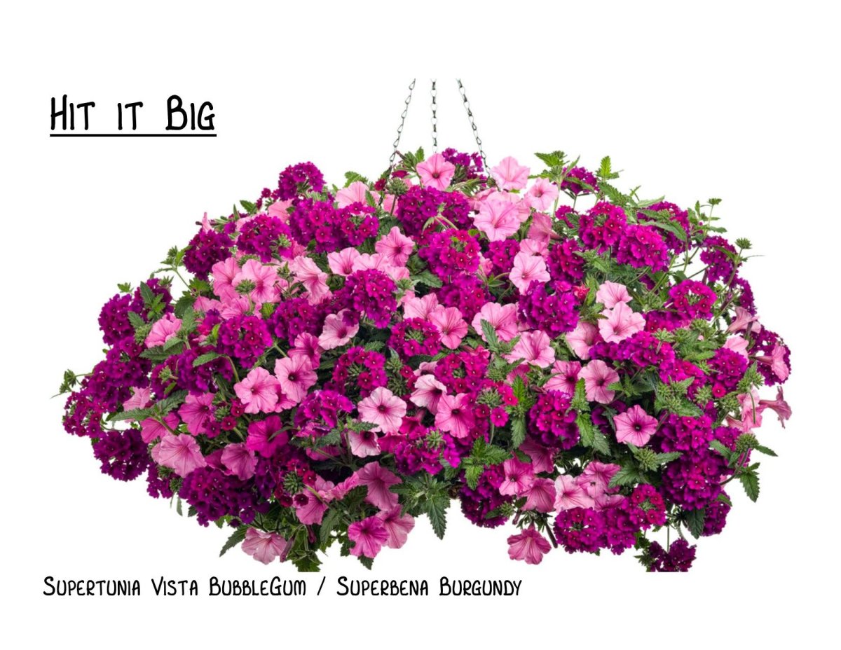 Петуния цветы