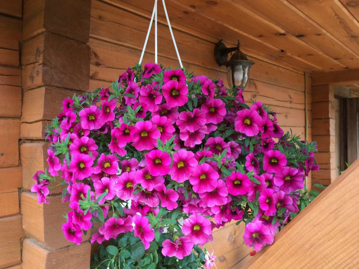 Петуния калибрахоа ампельная