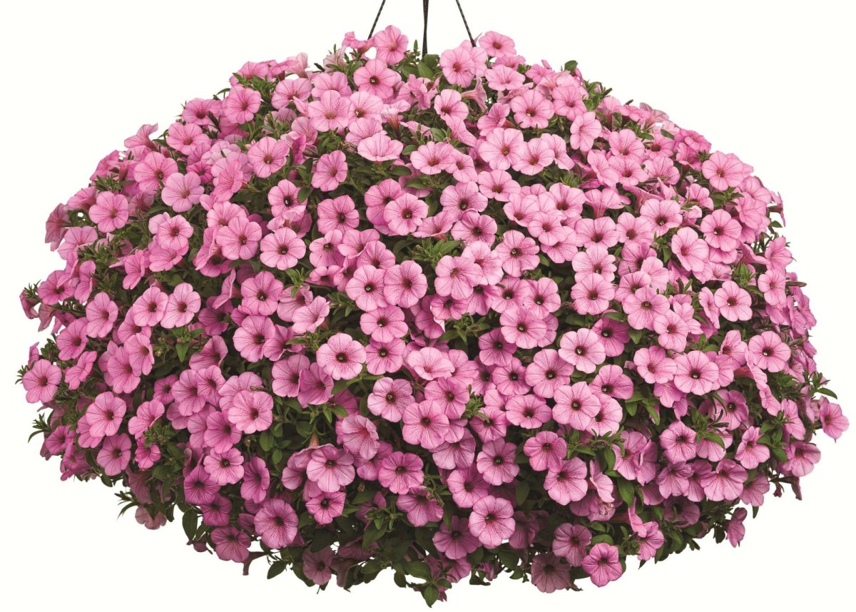 Петуния Supertunia dreamstar
