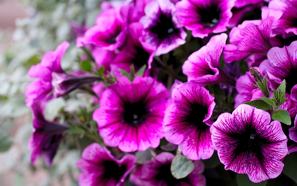 Петуния Sweetunia Burgundy Gem