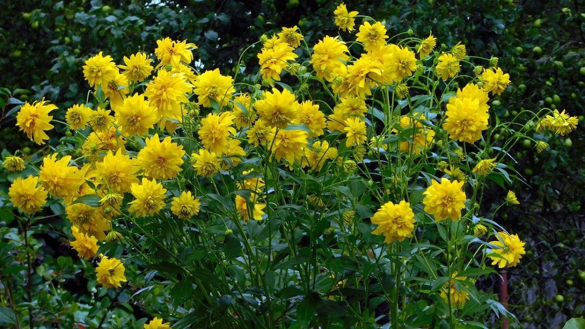 Дачные желтые цветы многолетники