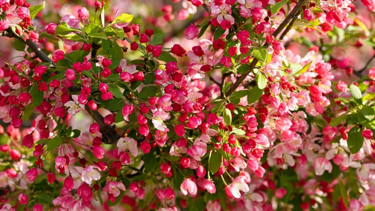 Декоративная яблоня Malus Pink