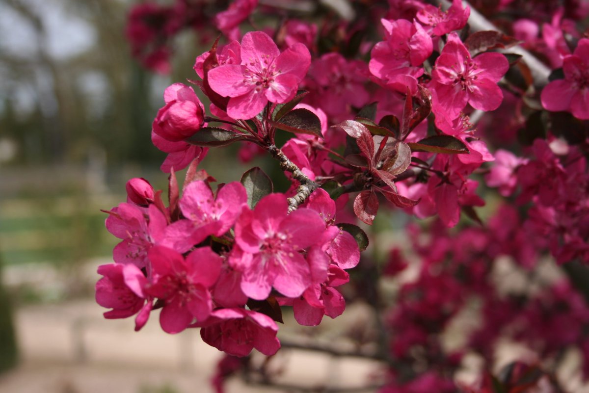 Яблоня "роялти" - Malus "Royalty"