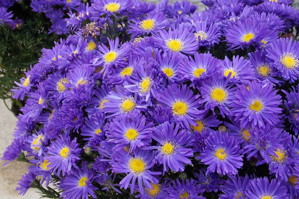 Астра кустарниковая Aster dumosus