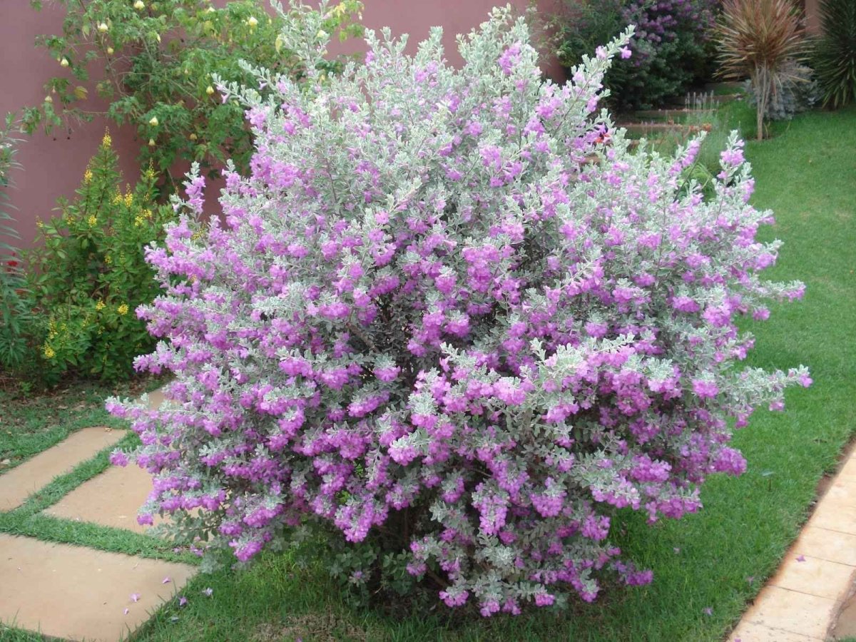 Leucophyllum frutescens