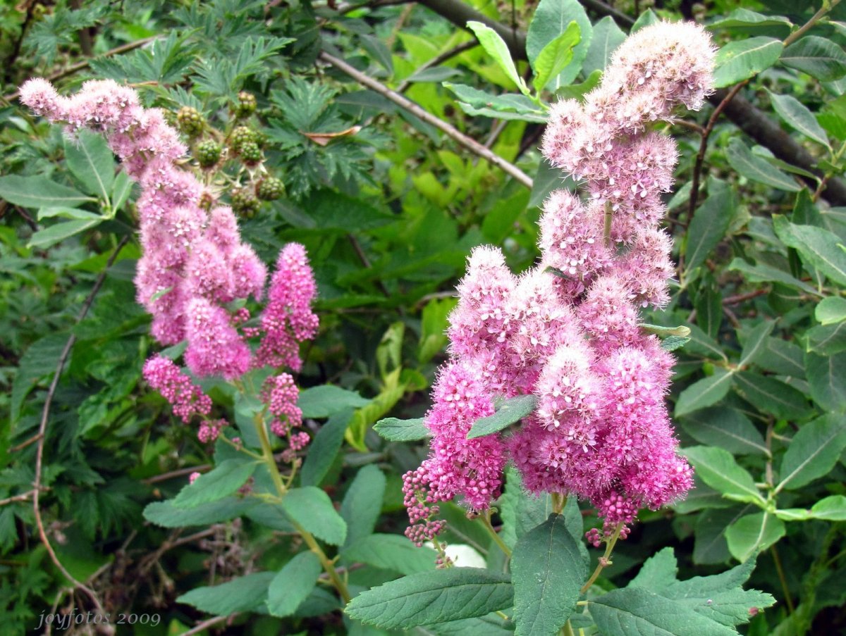 Спирея Дугласа Spiraea douglasii