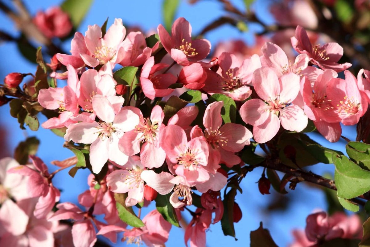 Яблоня цветущая розовыми цветами