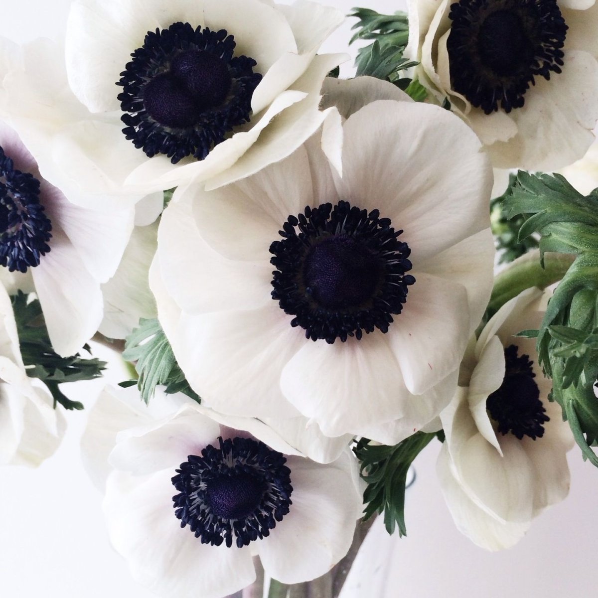 Anemone цветок белый