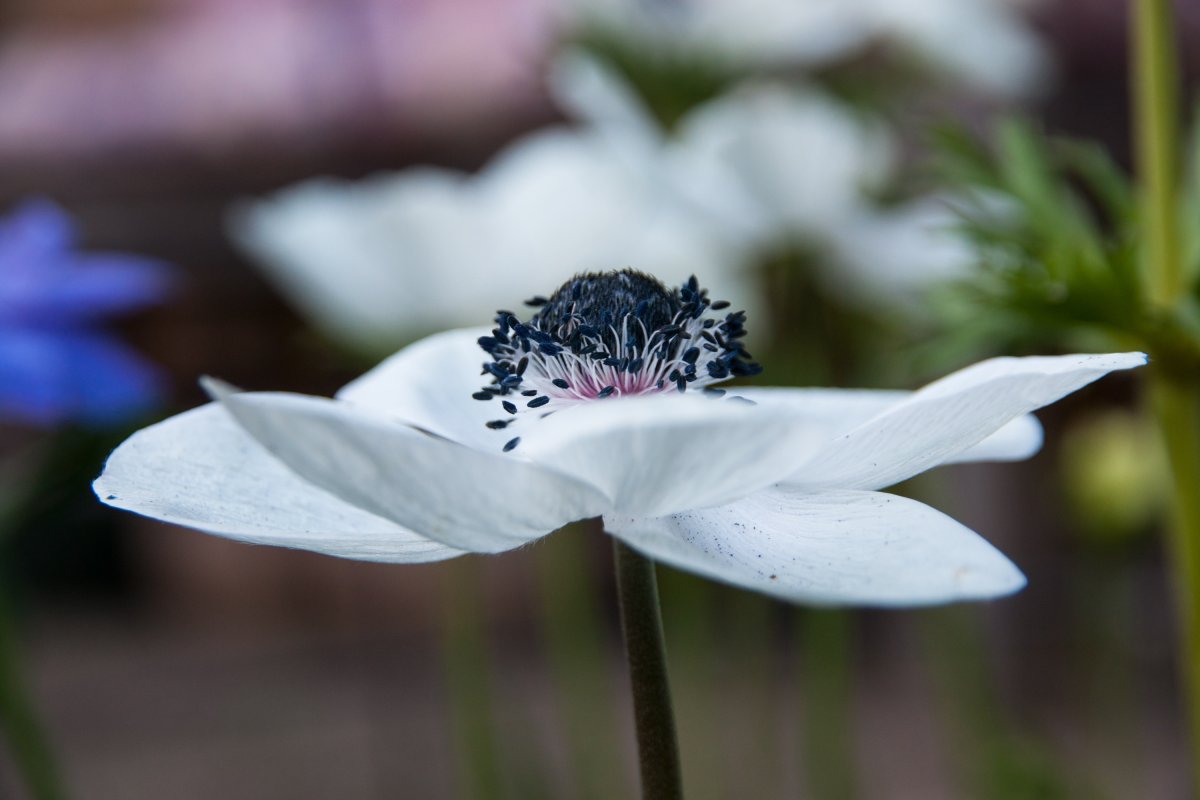Анемона (Anemone) Montrose