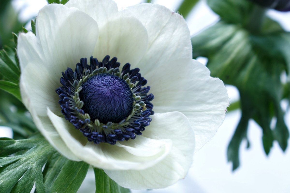 Анемон, ветреница (Anemone)
