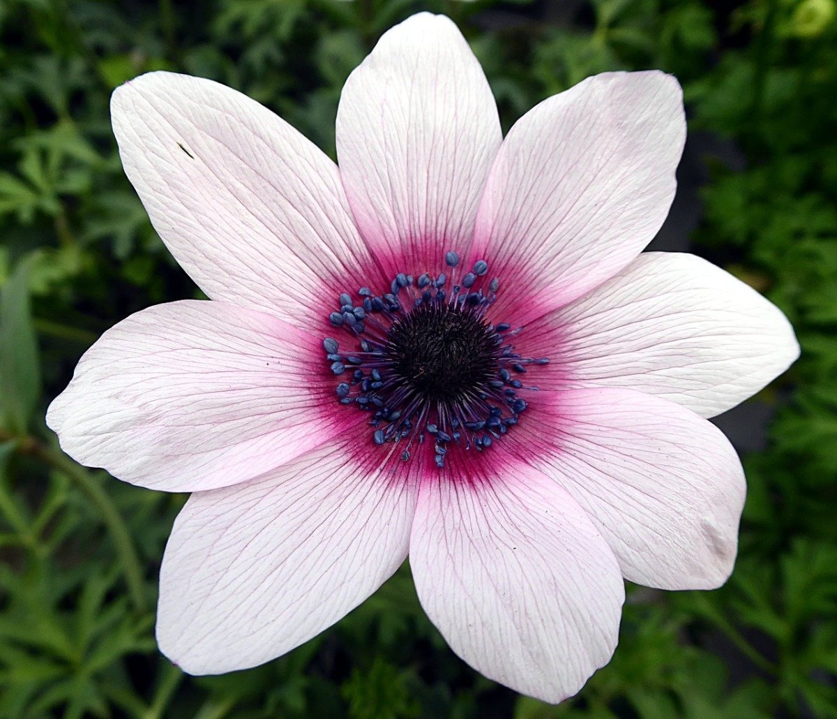 Анемон, ветреница (Anemone)