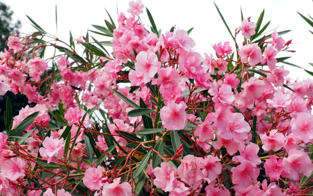 Южный цветущий кустарник с розовыми цветами