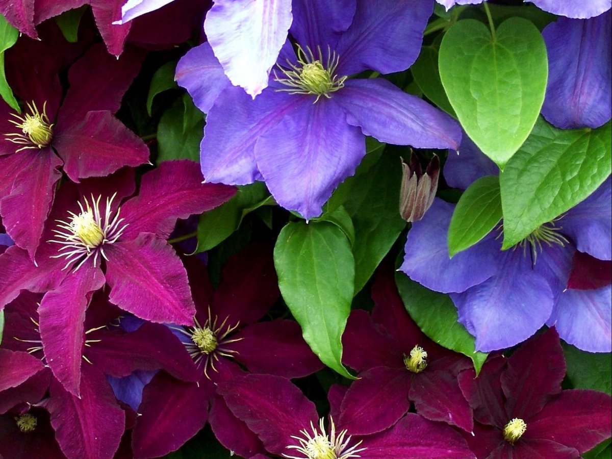 Клематис (Clematis)