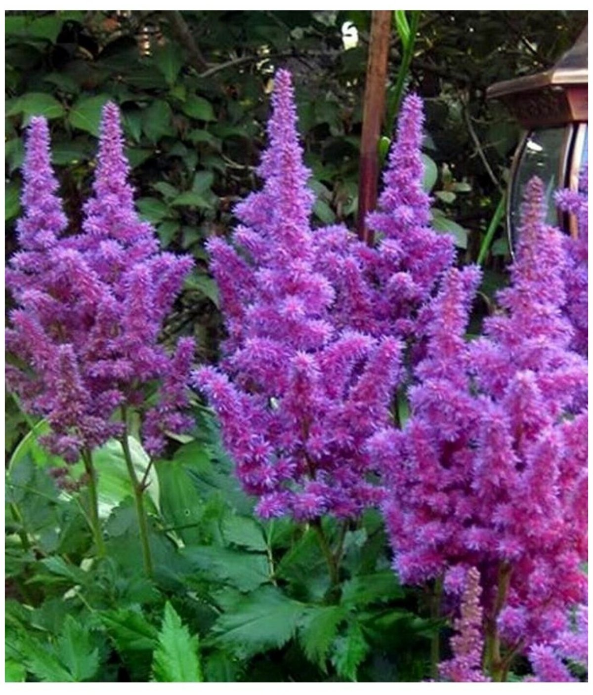 Астильба Арендса Amethyst