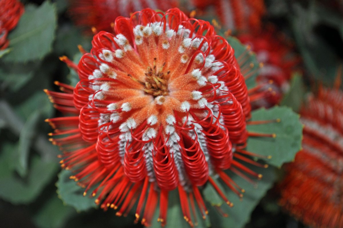Банксия coccinea