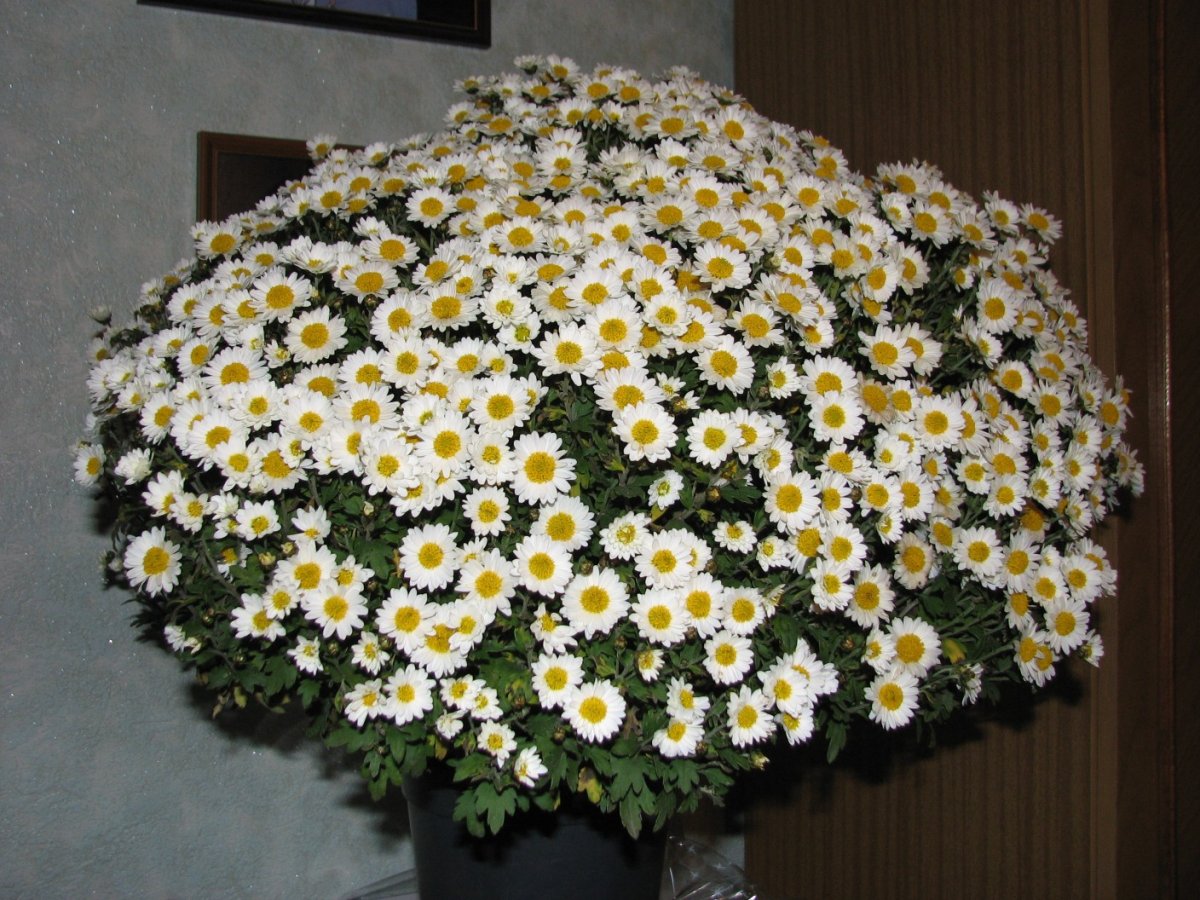 Ампельная Ромашка