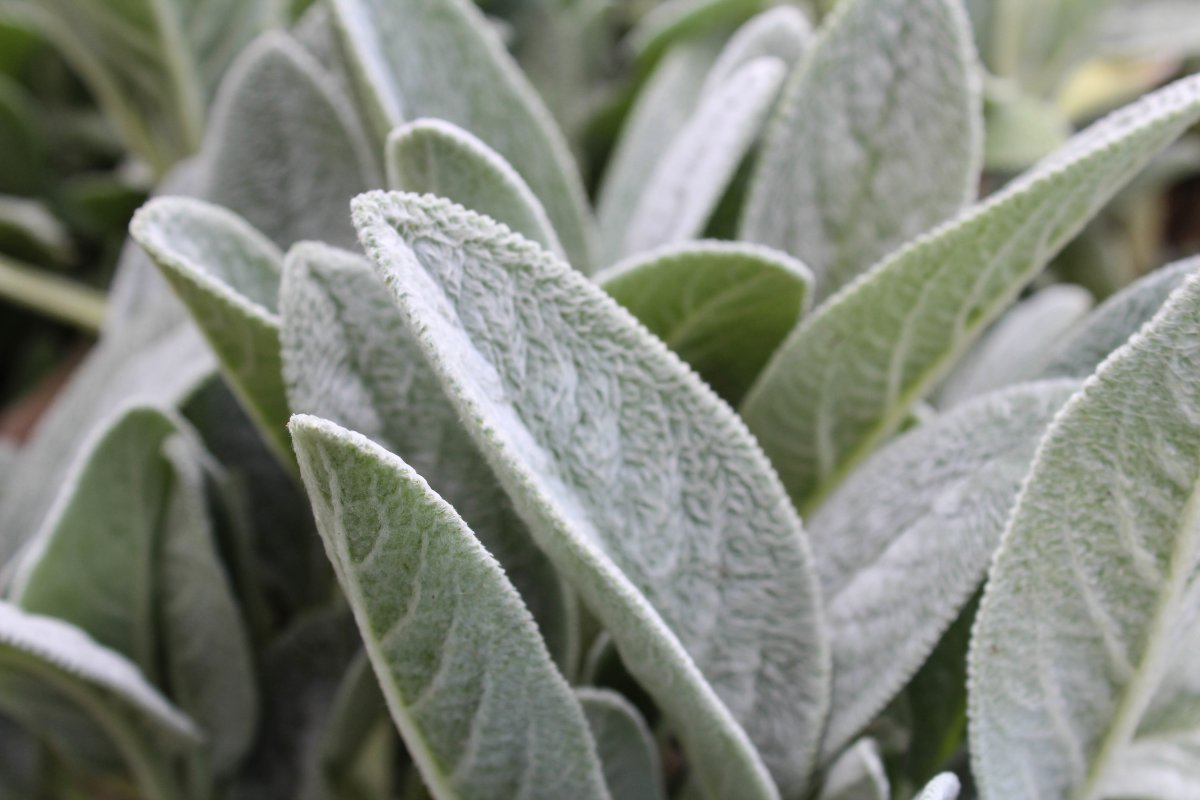 Шалфей лекарственный Sage Plant