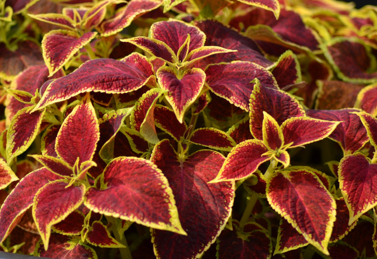 Колеус Ренельта Coleus rehneltianus