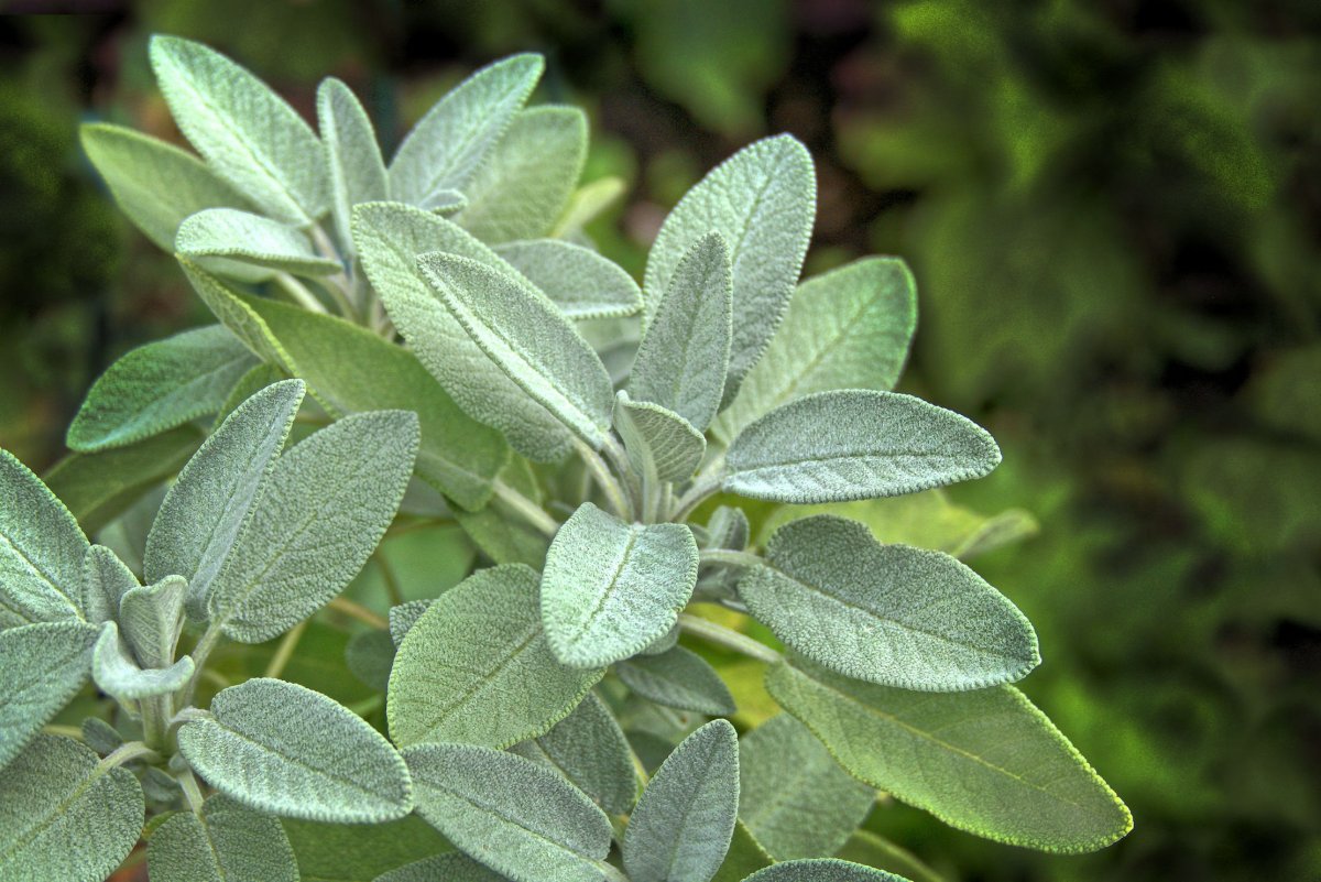 Шалфей Sage