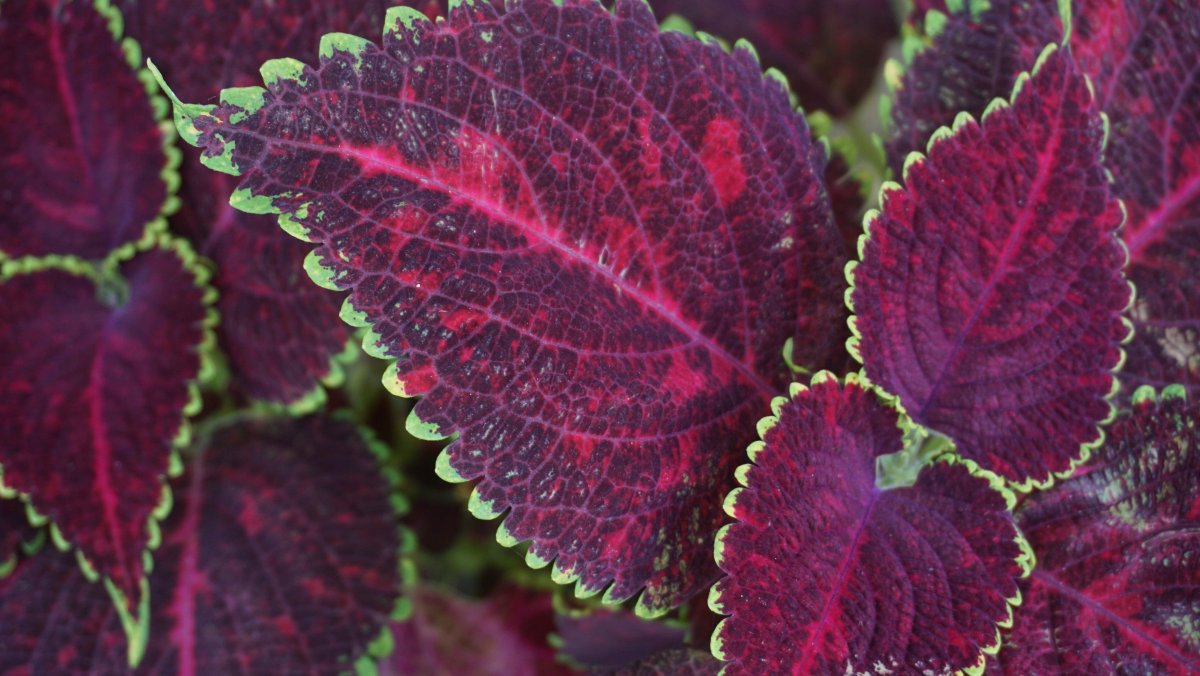 Колеус Purple