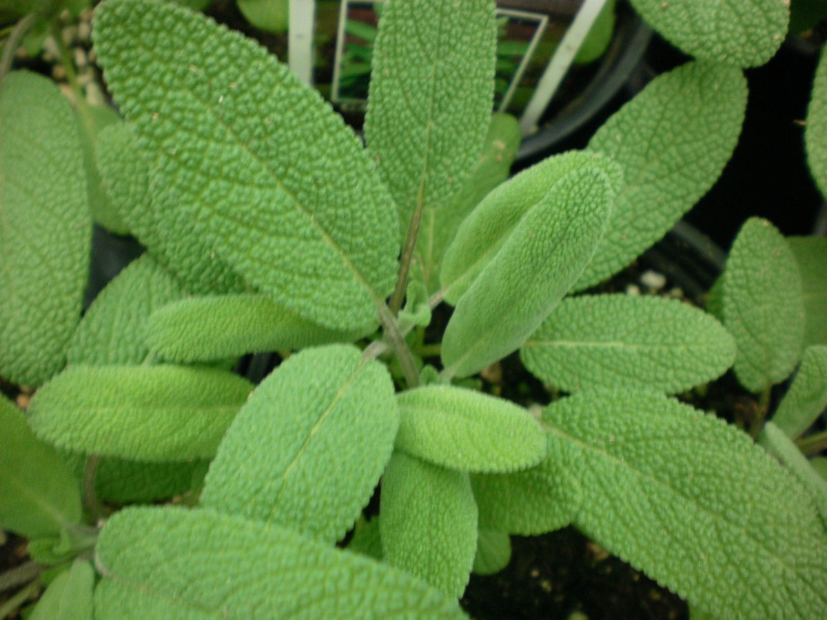 Шалфей лекарственный Sage Plant