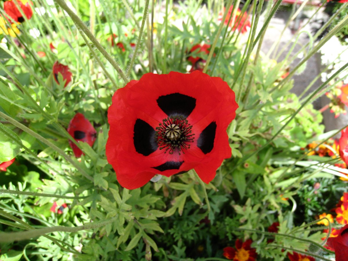 Ladybird Мак