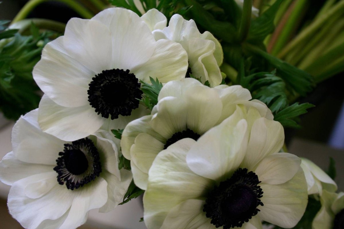 Anemone цветок белый