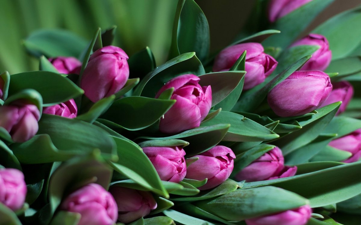 Фловерс Flowers цветы тюльпаны