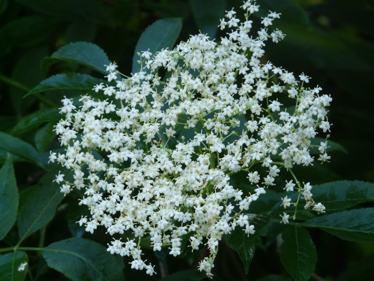 Цветки Sambucus nigra l