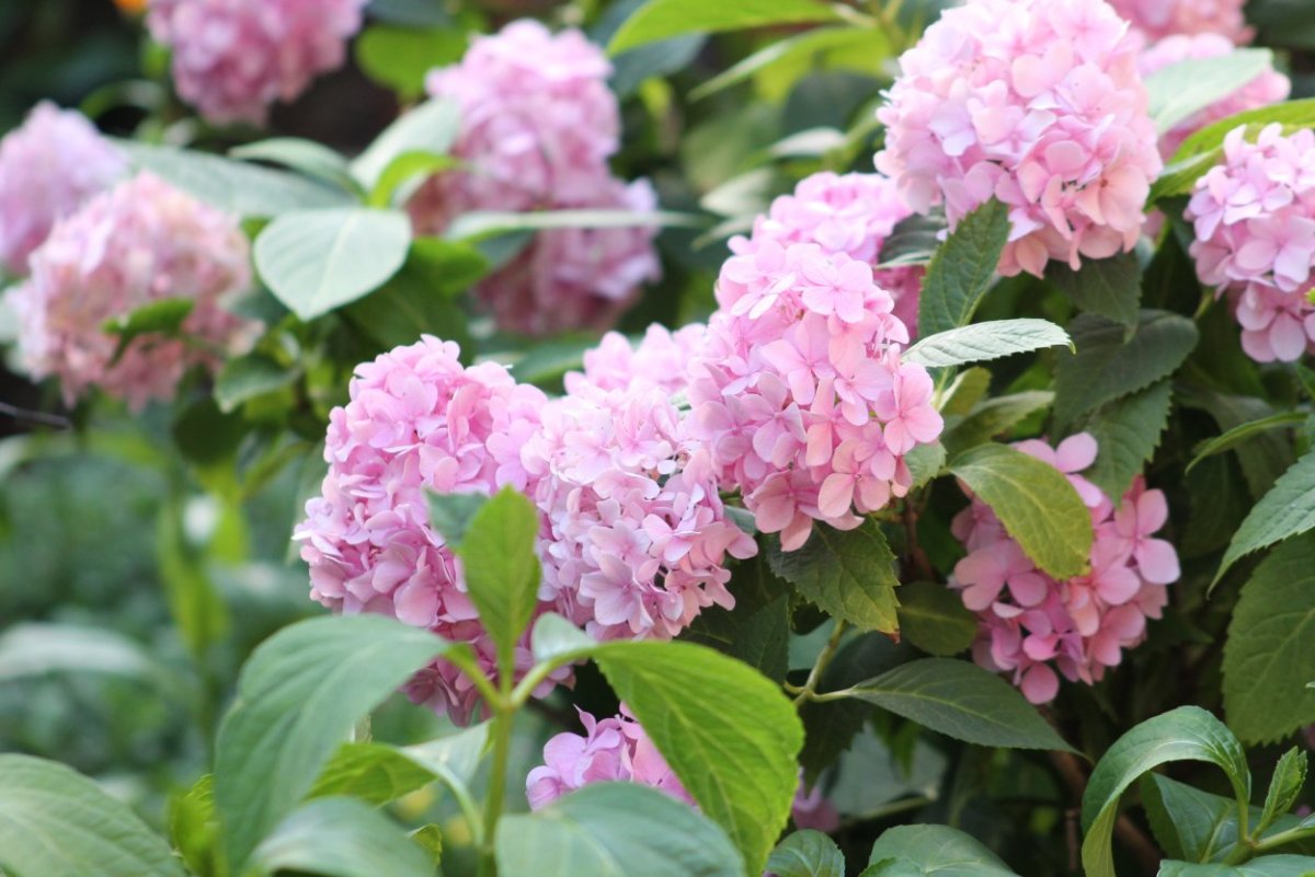 Садовый кустарник с розовыми цветами