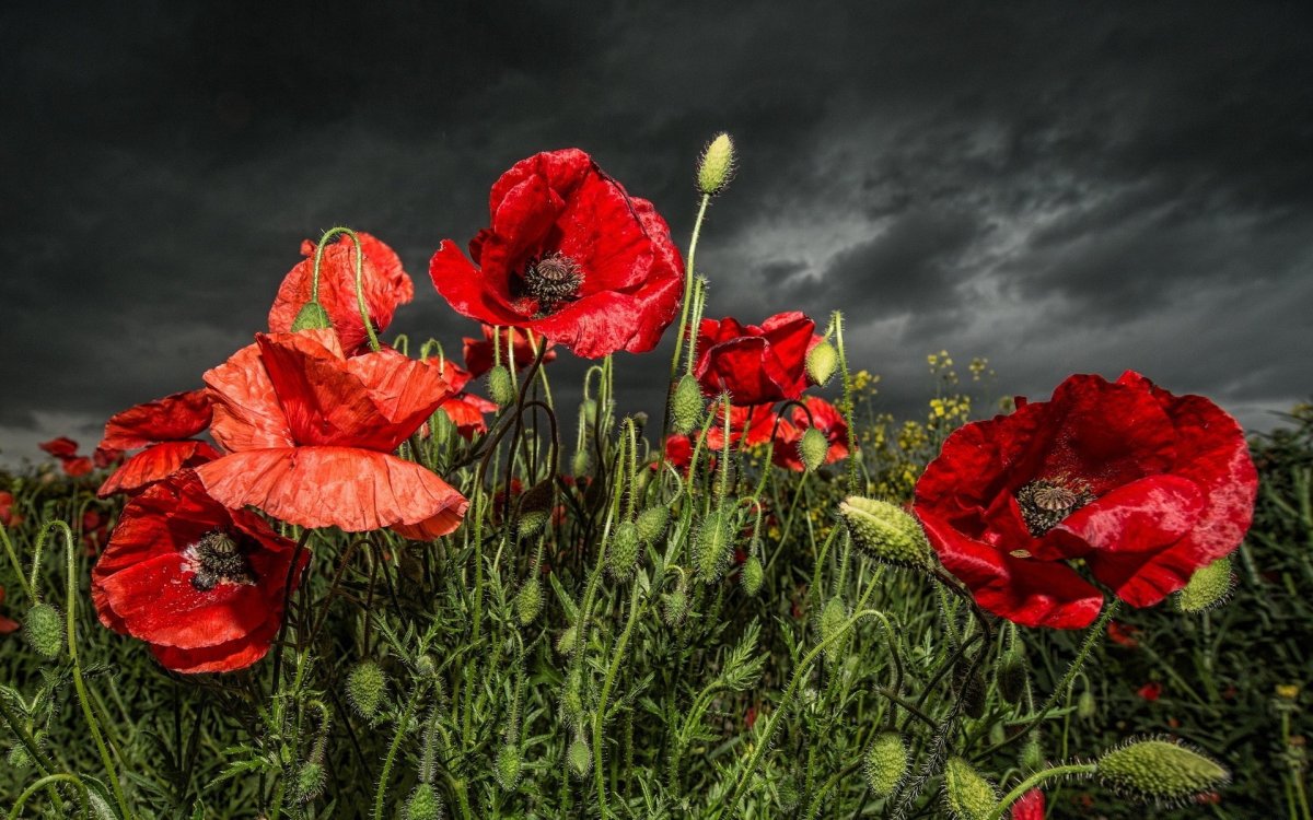 Маки (Poppy)