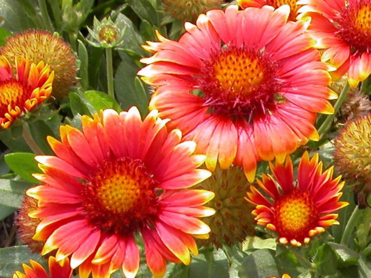 Blanketflower Dwarf bicolor - 300 Seeds - Gaillardia aristata - perennial Flower