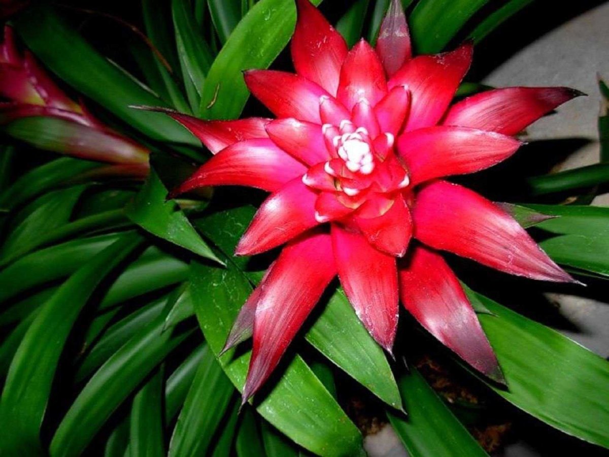 Семейство: Бромелиевые (Bromeliaceae)