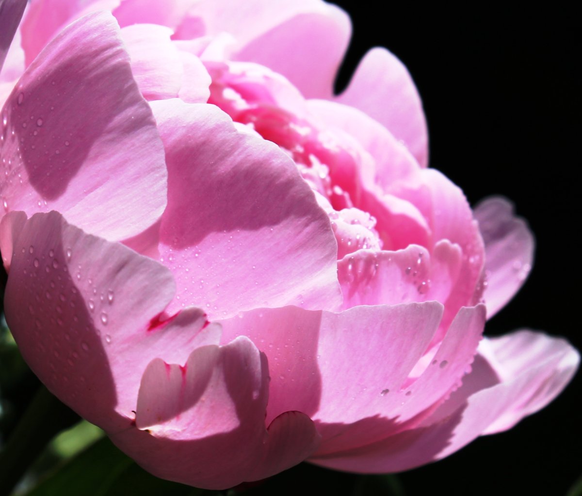 Lotus Bloom пион