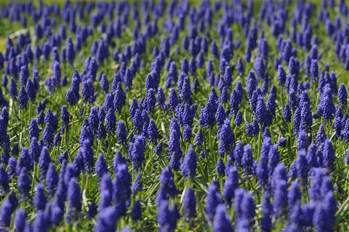 Кормовая трава с синими цветами