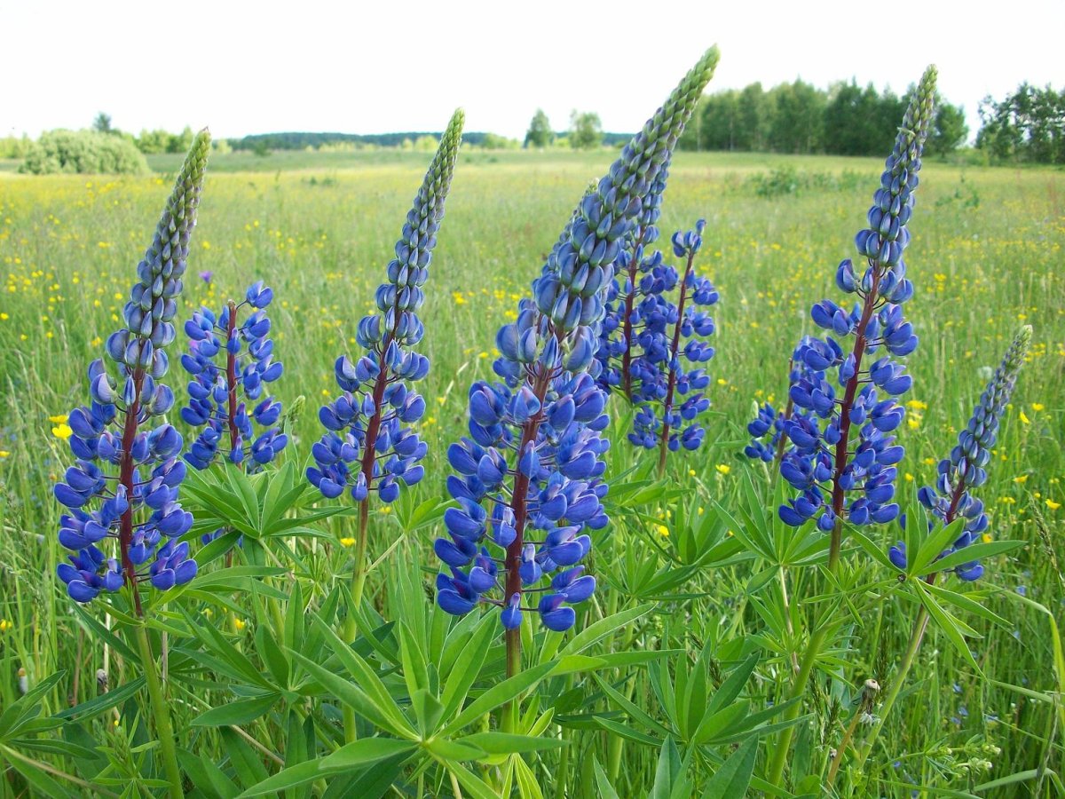 Люпин узколистный Lupinus angustifolius