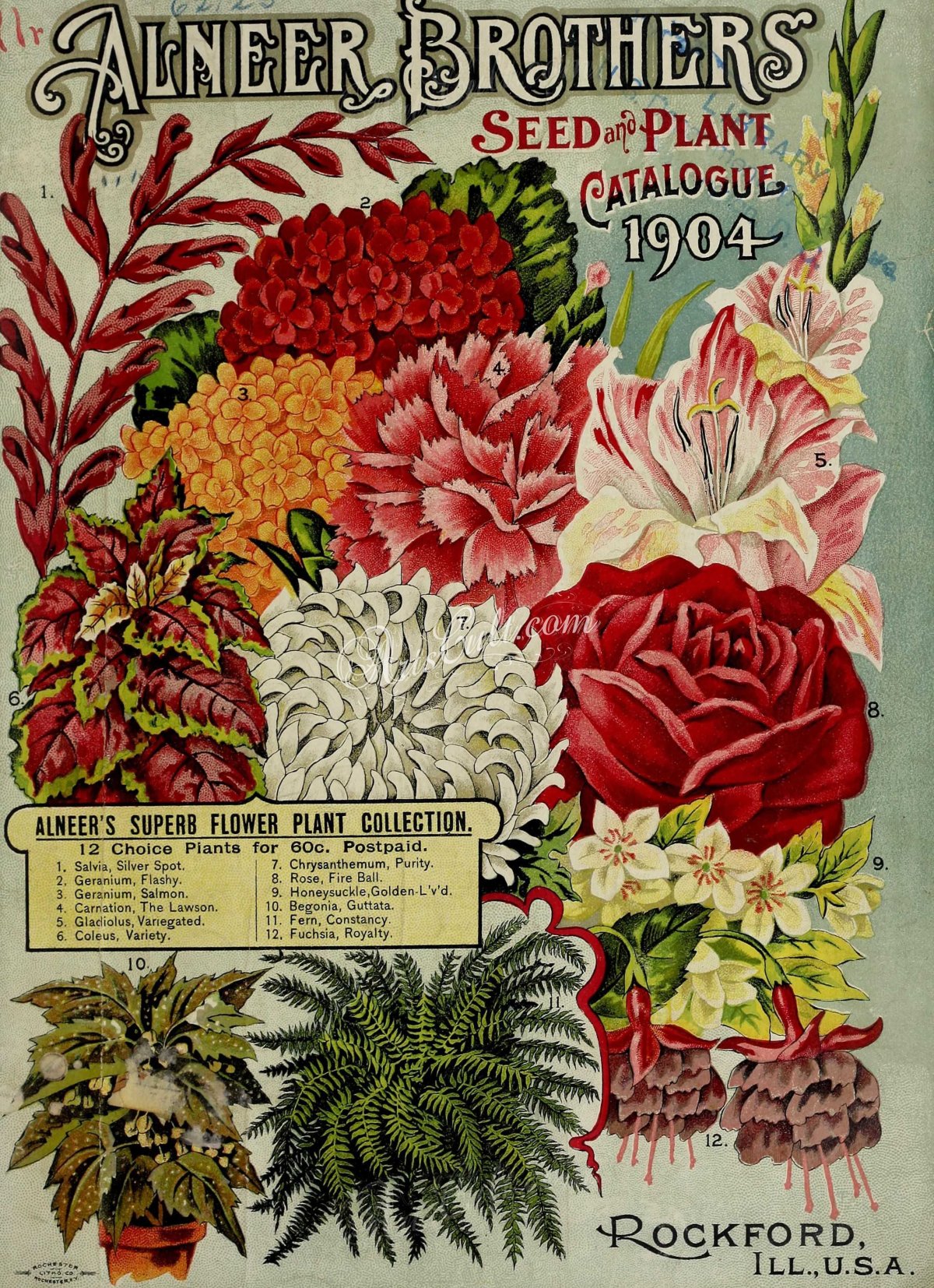 Plants catalogs