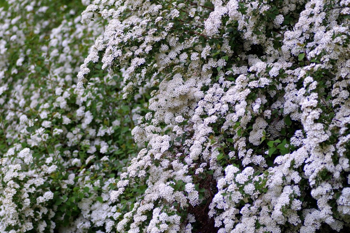 Декоративный куст с мелкими белыми цветами
