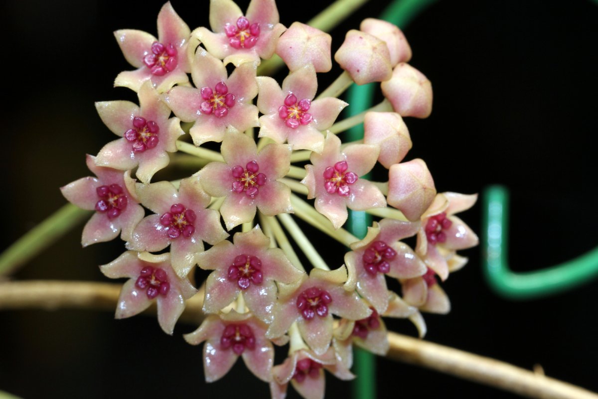 Hoya hanhiae