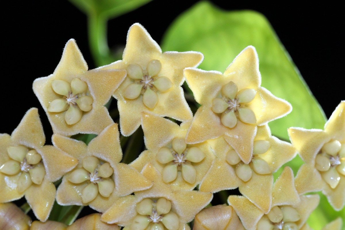 Хойя Чевиорум (Hoya chewiorum)