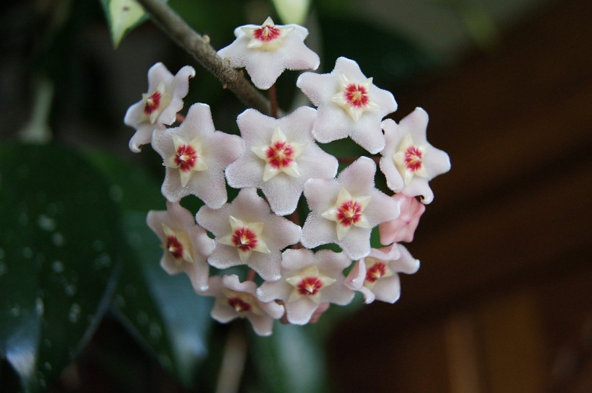 Хойя (Hoya) комнатное растение
