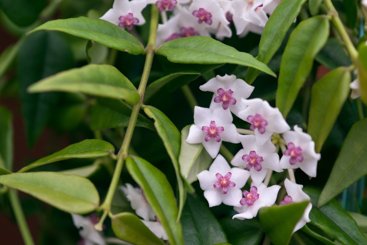 Hoya Bella albomarginata