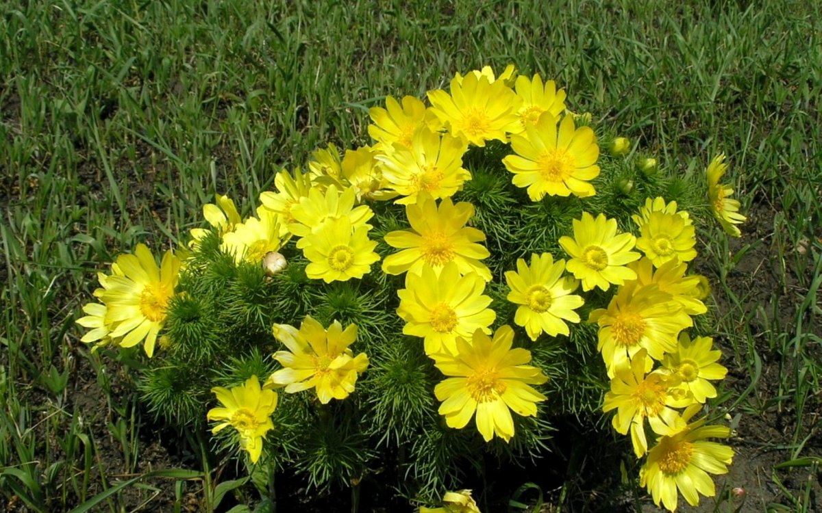 Адонис весенний (Adonis vernalis)