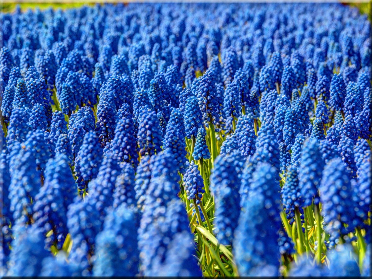 Bluebonnet гиацинт