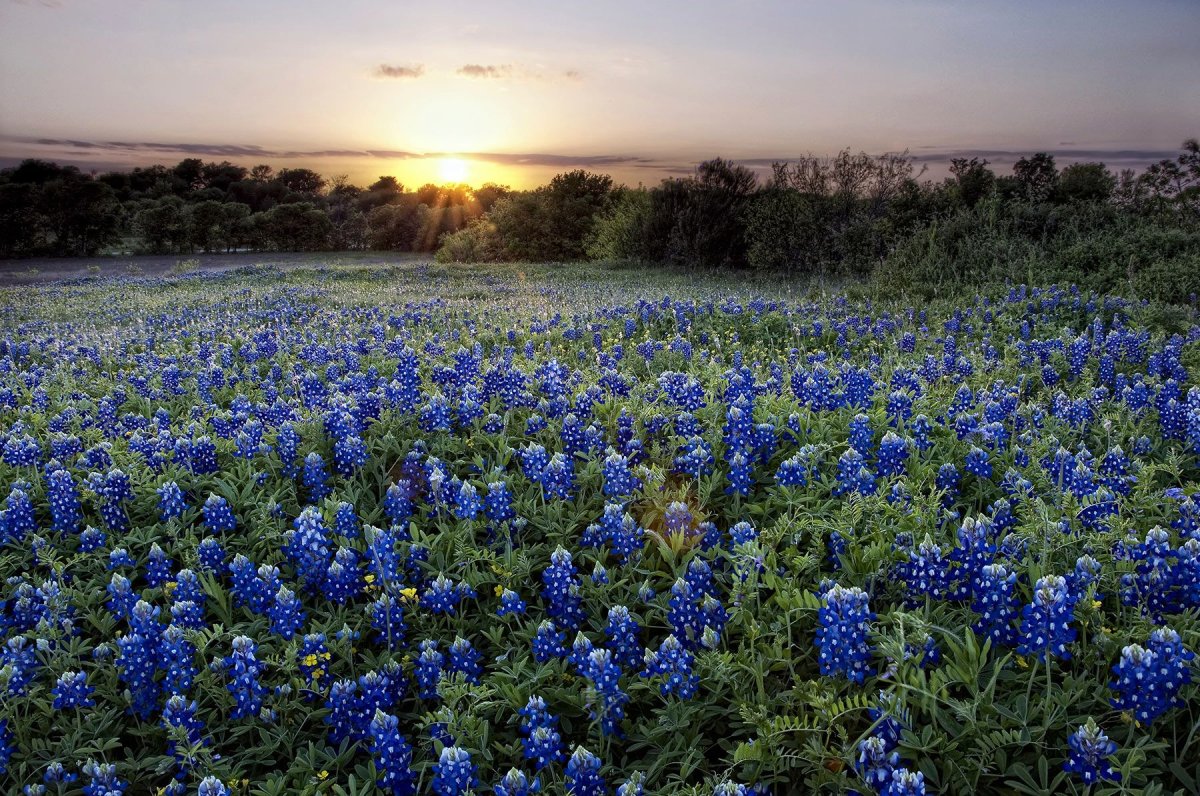 Bluebonnet цветок в Техасе