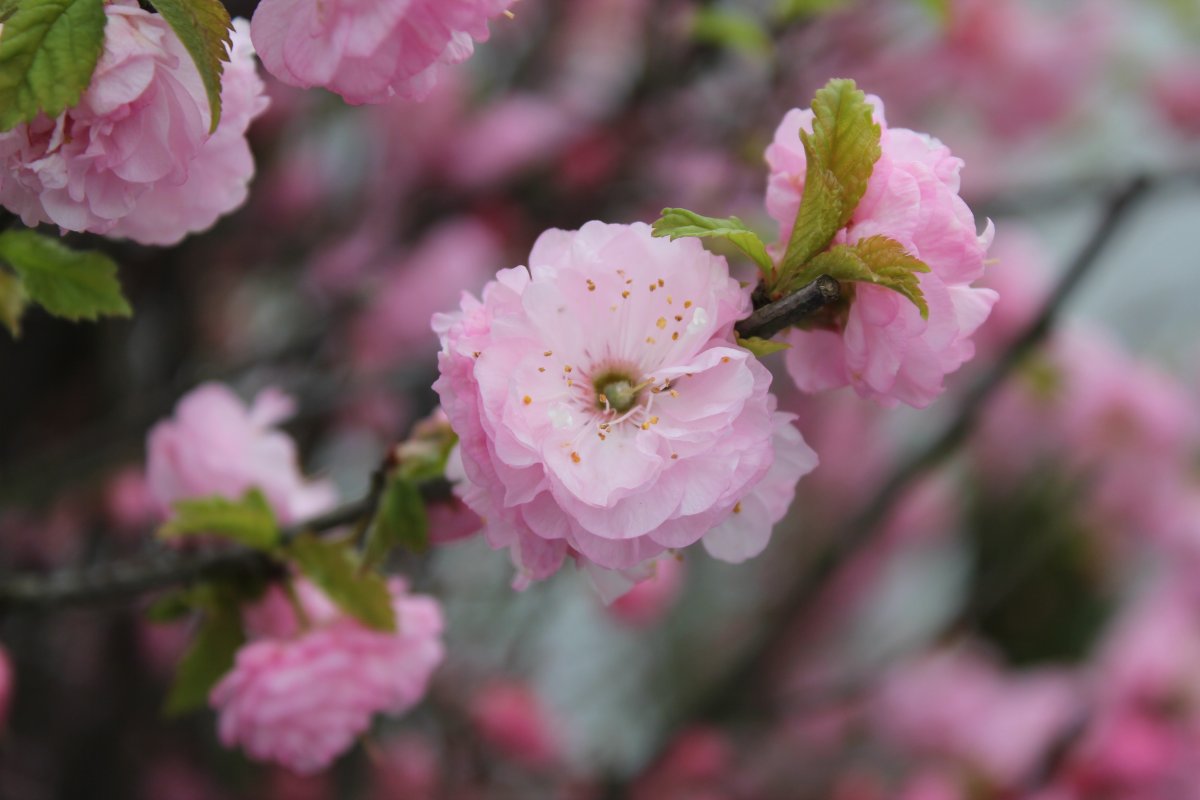 Куст с розовыми цветами весной