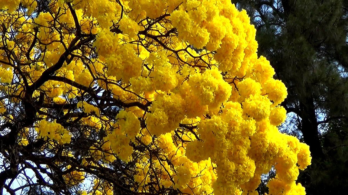 Дерево с большими желтыми цветами