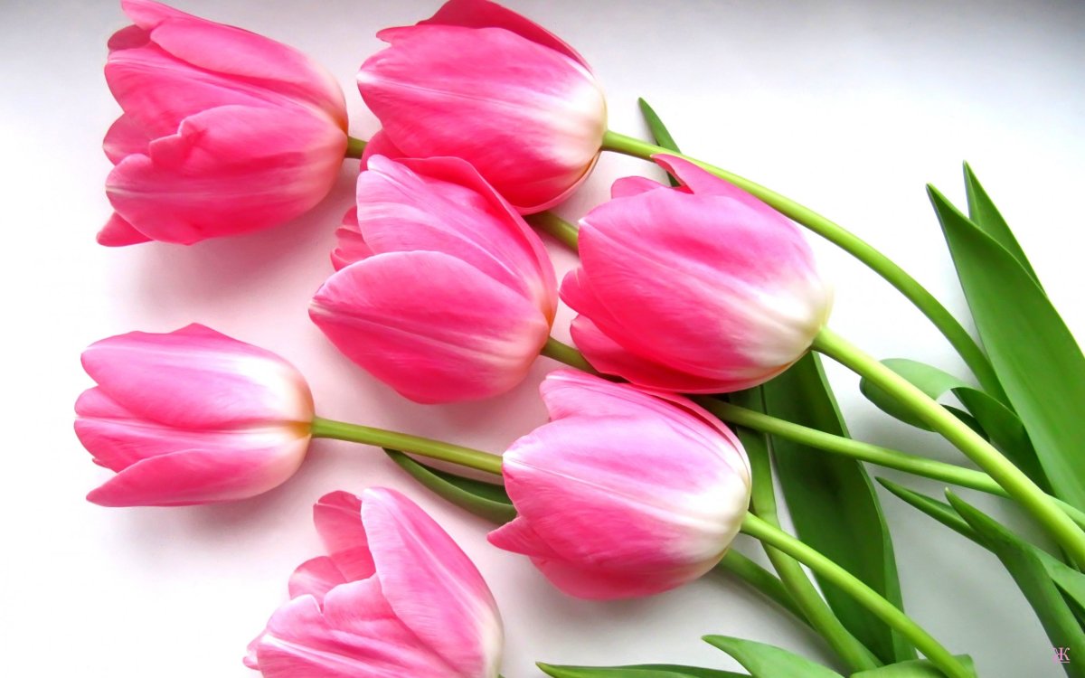 Цветы красивые тюльпаны