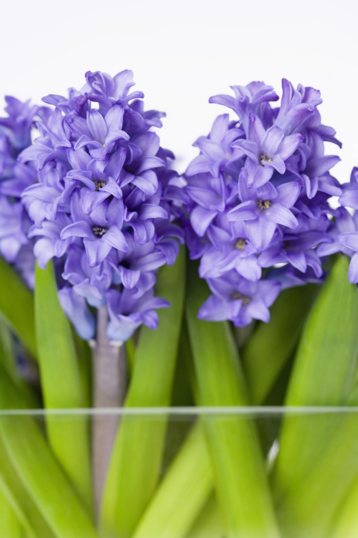 Луковичные фиолетовые цветы