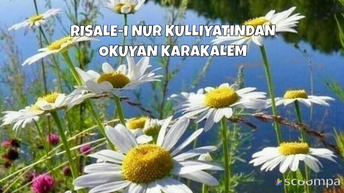 Цветы полевые и луговые